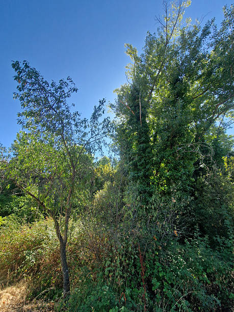 istock lush wild forest full of vegetation 2252186627