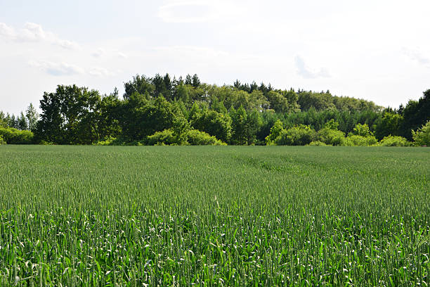 Lush Green Crop Field Leading to a Dense Forest Line