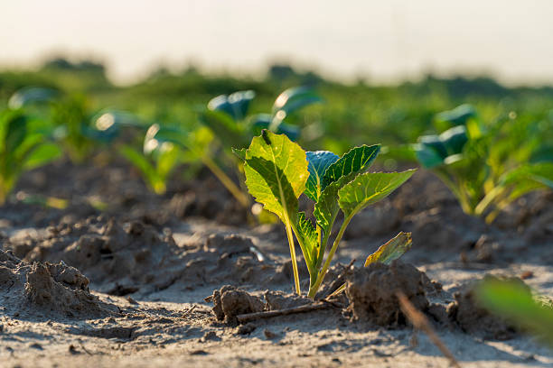 istock A small plant is growing in the dirt 2252189958