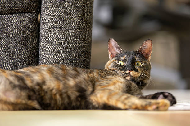 istock Neri, the tortoiseshell cat. 2252191676