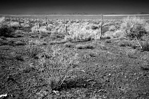 The Vast Sonoran desert in central Arizona USA on a early Spring morning in black and white