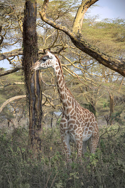 istock Tall giraffe among acacia trees in Africa 2252192408