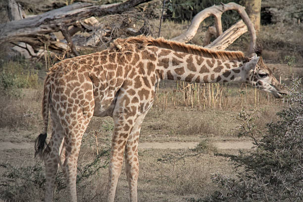 istock Giraffe among acacia trees in Africa 2252192447