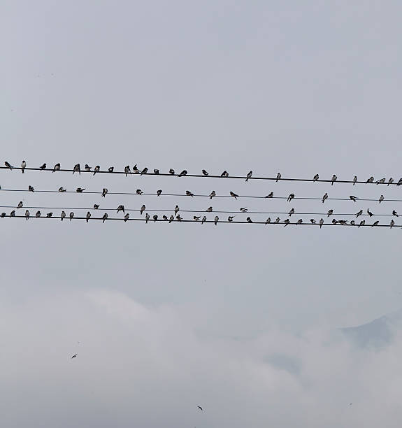 istock Numerous birds gather on power lines, creating a dynamic scene under a gray sky 2252192529