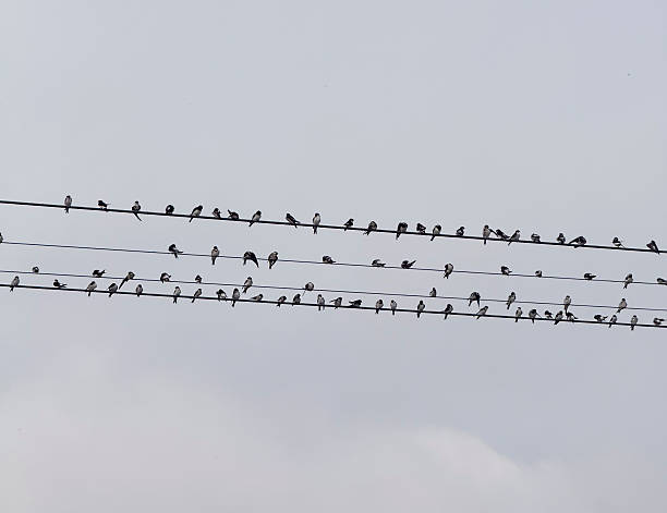 istock Numerous birds rest on power lines, creating a serene scene under a gray sky 2252192682