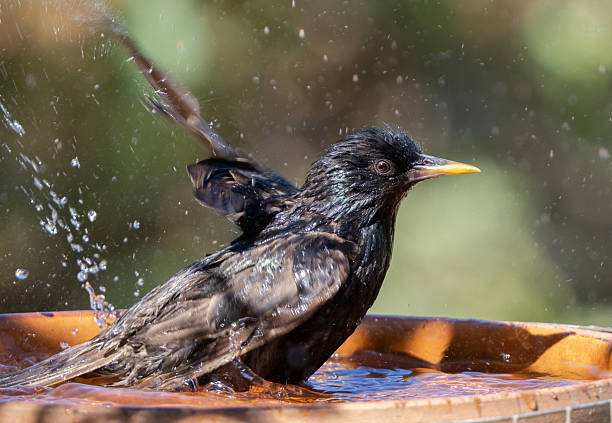 istock European Starling splashes in a bird bath 2252193362