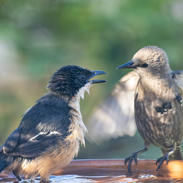 istock Shrike and Fiscal Flycatcher confront each other at a birdbath 2252193517