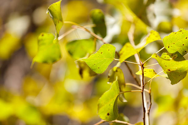 A leafy tree with green leaves and brown spots. The tree is in a forest