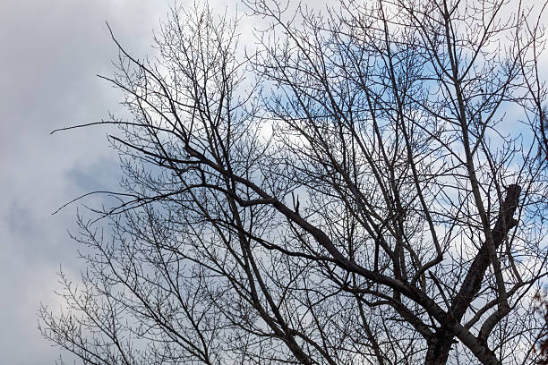 istock A tree with no leaves is in the foreground 2252194611