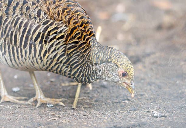 A bird with brown and white feathers is eating. It has a black beak. The bird is on the ground