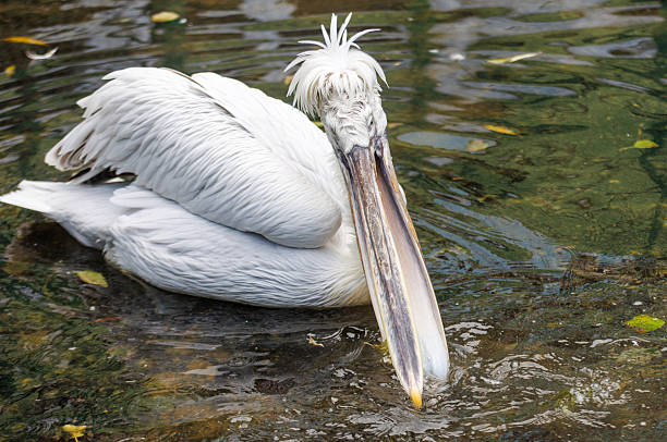 istock A white pelican is in the water 2252195356