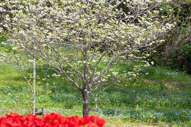 Flowering dogwood blossom with an out of focus background