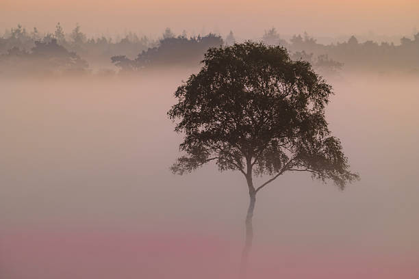 Sunrise with mist rising up from the ground over the blossoming common heather plants (Calluna vulgaris) in the Veluwe nature reserve at the Renderklippen heathland landscape in Gelderland, The Netherlands during a summer sunrise.