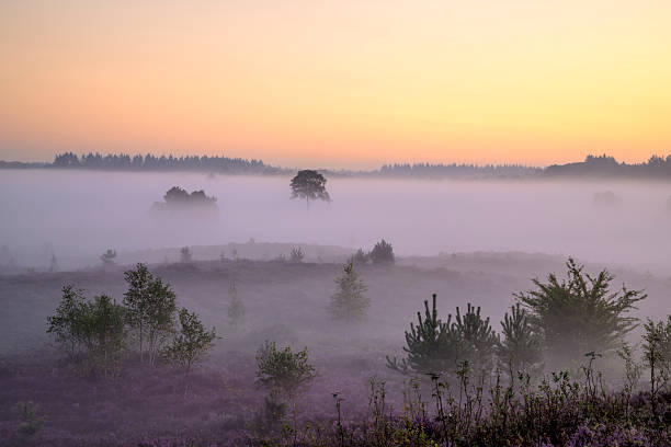 istock Sunrise over a heather landscape 2252197077