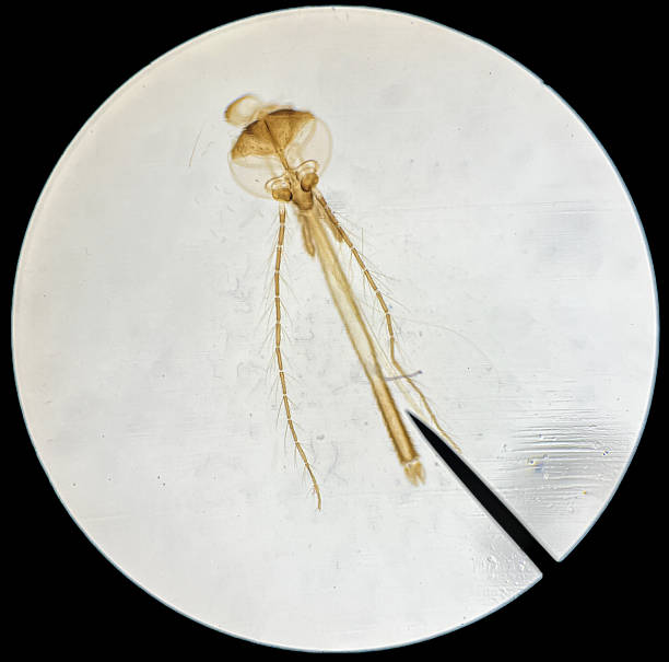 A detailed microscopic view reveals the head of a Culex mosquito, showcasing its intricate piercing and sucking mouthparts. The composition highlights the delicate antennae and compound eyes, emphasizing the subject's biological complexity.