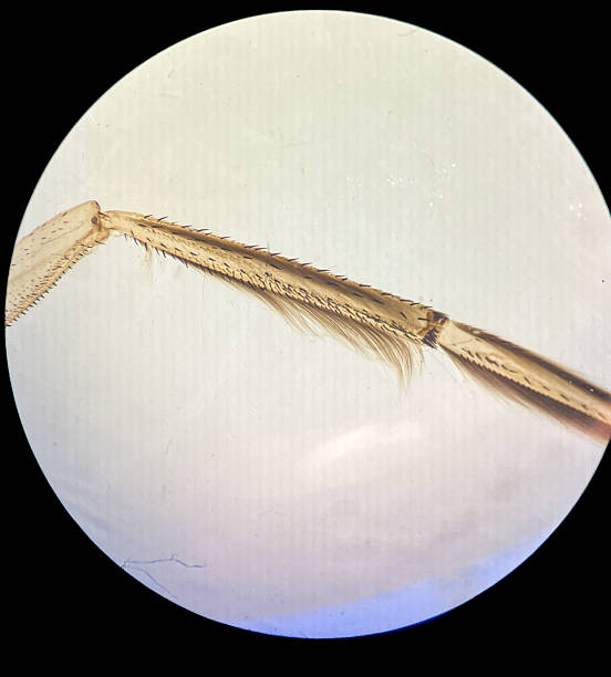 A striking microscopic view reveals the intricate anatomy of an insect leg, showcasing its segmented structure and numerous sharp spines. This close-up composition highlights the delicate yet formidable design of arthropod limbs, captured with clear, focused detail.