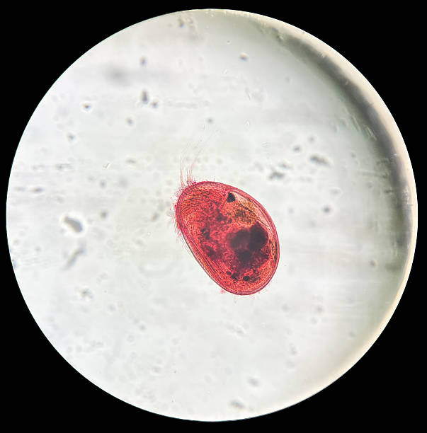A vivid microscopic image showcases a red water flea, likely a species of Daphnia, floating in its aquatic environment. Its prominent antennae extend upwards, surrounded by smaller cilia, hinting at movement and life within the zoology laboratory.