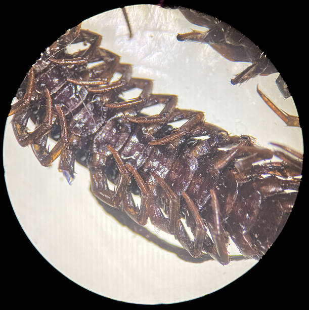 thai scary worm