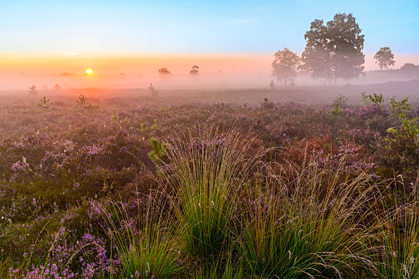 istock Sunrise over a heather landscape 2252197141