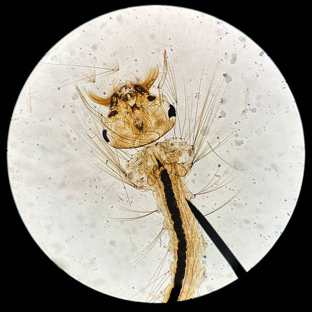 This high-magnification micrograph showcases the intricate head and breathing siphon of a Culex mosquito larva. The detailed anatomy, captured under laboratory lighting, reveals the delicate structures of this aquatic insect stage, highlighting the importance of microscopy in biological research and pest control.