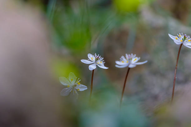 istock Macro Shot of Tiny White Wildflowers 2252199749