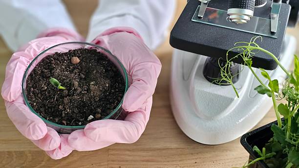 istock Scientist with pink gloves examines plant growth using microscope in laboratory 2252199969