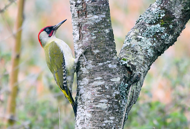 istock A green woodpecker 2252200029