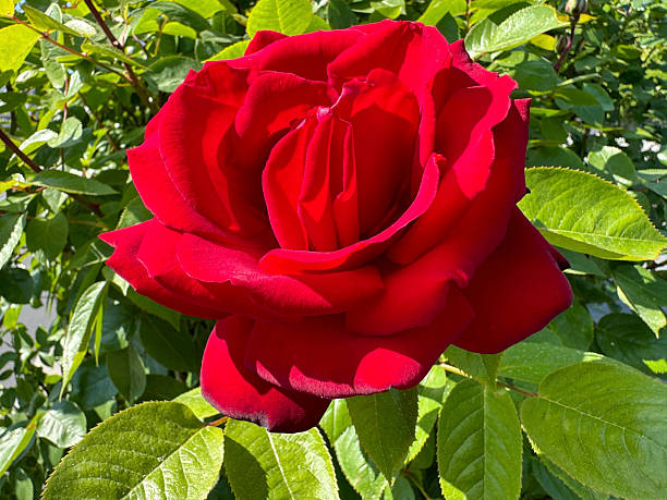 istock Gorgeous red rose flower in garden. 2252200929