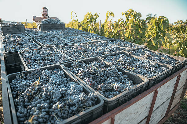 istock Farm worker putting box with freshly picked grapes into the truck 2252201913