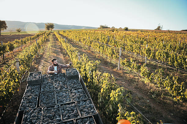 Harvest time