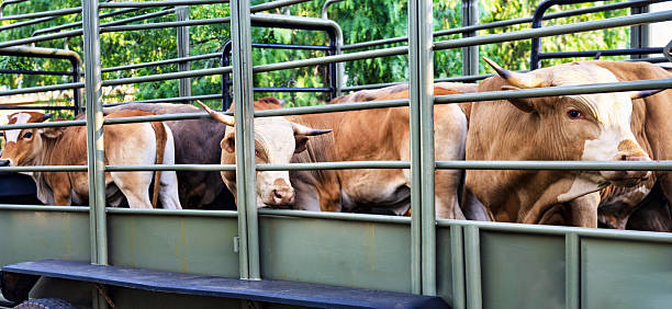 istock beef cattle, being transported in a livestock trailer, bullocks or young bulls, 2252204123