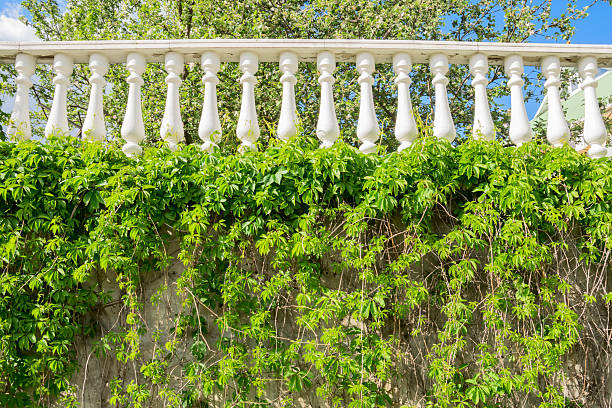 White balustrade on a background of green trees and climbing ivy