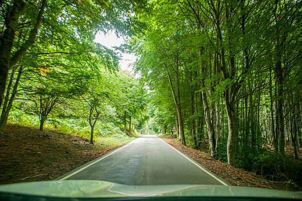 A quiet paved road surrounded by dense green trees forming a natural tunnel in a forest landscape.