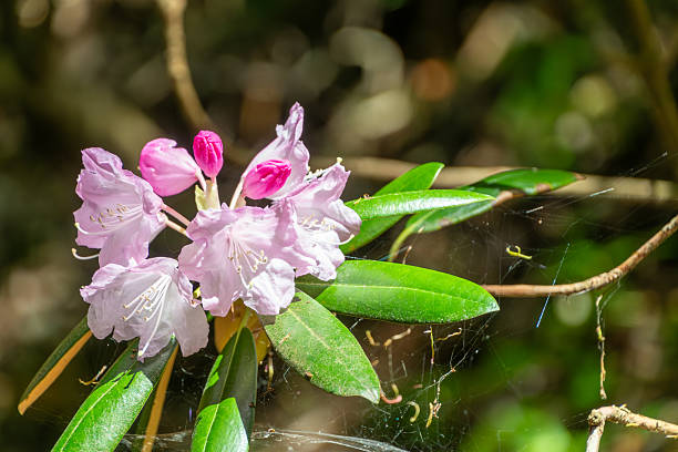 A cluster of pale pink rhododendron flowers blooming in the sunlight, with fine spider webs visible among the green leaves.