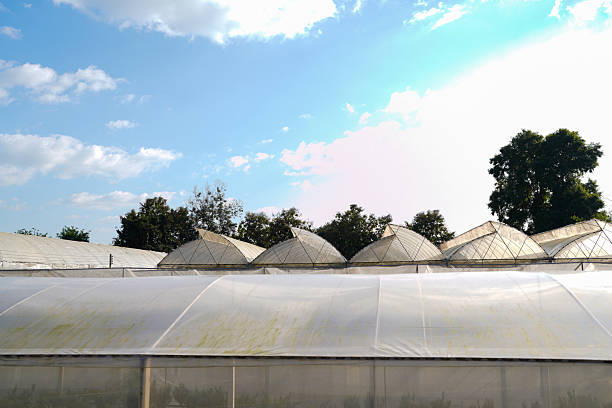 The inside of a working greenhouse