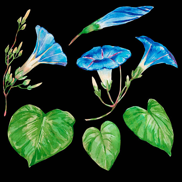 istock Morning glory blue flower set. Watercolor hand drawn illustration 2252205520