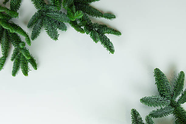 istock Single Nobilis branches on a light background Christmas background 2252206049