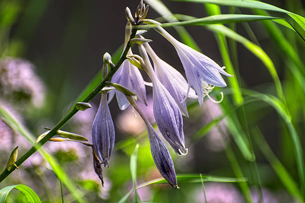 Vibrant, light purple Hosta blossoms captured close-up, showcasing their delicate bell shape and natural beauty in a lush garden setting.