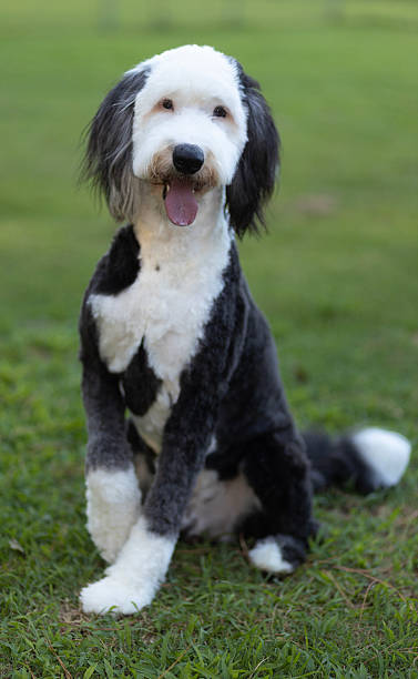 istock Happy sheepadoodle waiting on green grass for its owner to play 2252208385