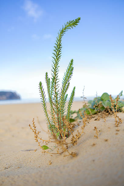 Salve Beach in winter. Laredo. Spain