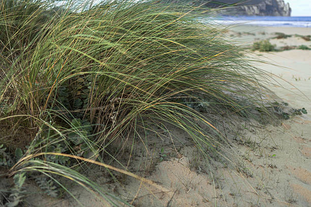 Salve Beach in winter. Laredo. Spain