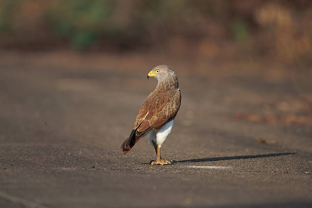Rufous-winged Buzzard (Butastur livente) standing on the ground, showing sharp yellow eyes, strong talons, and detailed feathers, The image captures the alert posture and strength of a raptor in its natural environment in Thailand.