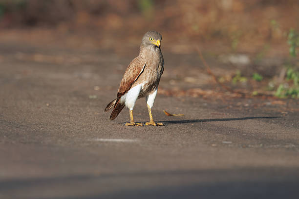 A majestic Harris's hawk (Parabuteo unicinctus) bird of prey