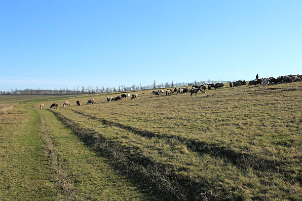 A herd of sheep grazing on a grassy hill. Grass. Sky. Outdoor. Field. Grassy