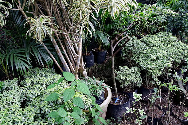 Lush green plants thrive along a winding path in a tropical garden, creating a peaceful and serene atmosphere.