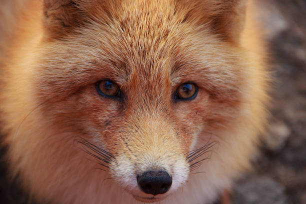 Red fox, vulpes vulpes, in winter