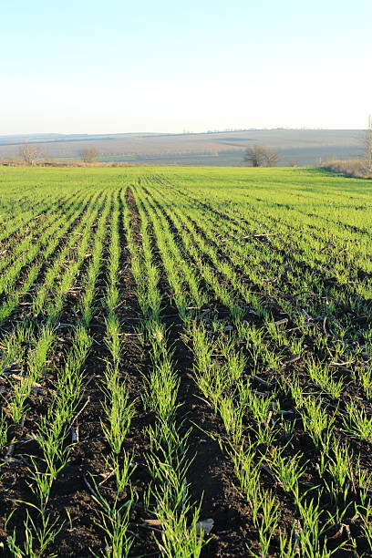 istock A field of green plants 2252213362
