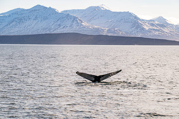 istock Whale Watching Hauganes 2252213507
