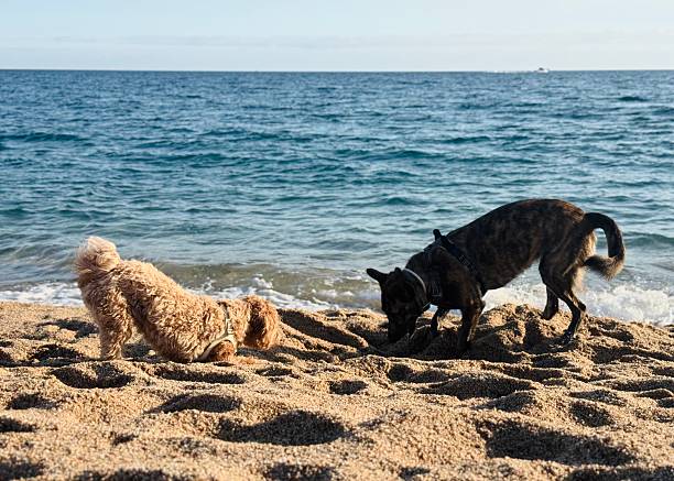 istock Playful Small Dogs Digging in Sand on Beach 2252213704