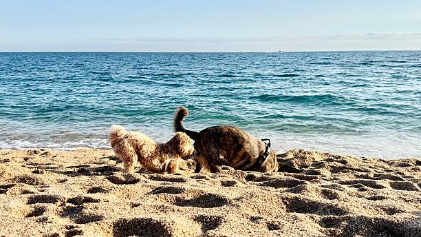 istock Playful Small Dogs Digging in Sand on Beach 2252213707
